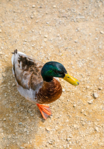 istock Vibrant Male Mallard Duck Basking in the Sun 2037881188
