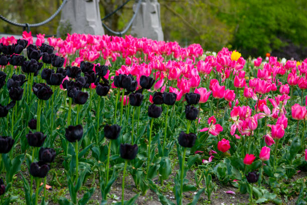 Multicolored tulips. Flower bed of nature in summer