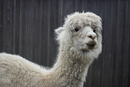 Detailed portrait of the face of a white adult alpaca against a plain, defocussed grey background