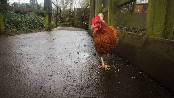 Ground level view of a small brown hen with vibrant red comb and wattle, walking among bird seed on a wet farmyard path in the English countryside. Farm gates and mesh-lined fence are in the background, on a drizzly winter day.
