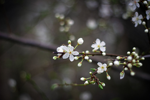 Close up details of budding cherry blossom on a tree branch, with a mix of opened and closed buds, against a dark defocussed background.