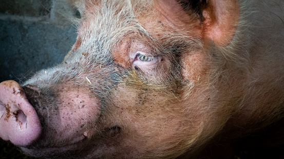 Close portrait view of the face of an old pink sow in it's pen, with fine detail of a muddy snout and grubby, hairy ears and nose, and long eyelashes.
