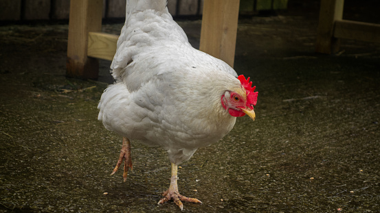 A single white chicken with red comb and wattle, looking for bird seed on a wet concreted farmyard in the English countryside.