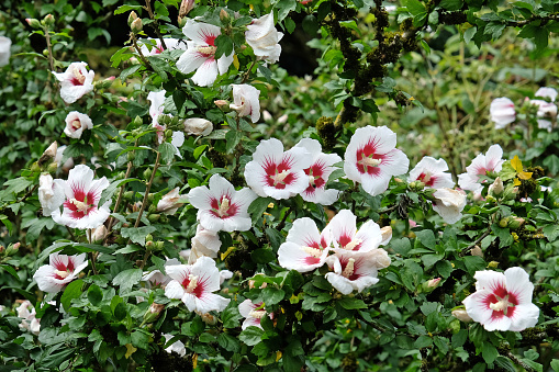 White and red Hibiscus syriacus 'Hamabo' in flower