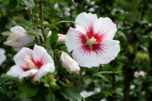 White and red Hibiscus syriacus 'Hamabo' in flower