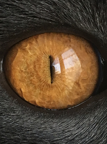 Copper eye pupil of a Chartreux cat, extreme close-up