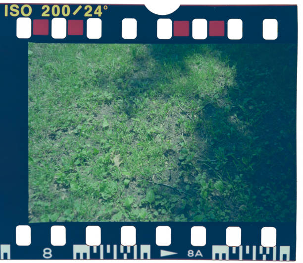 Scanned 35mm negative of a green grass