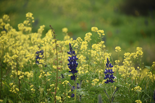 Winter flowering in Israel