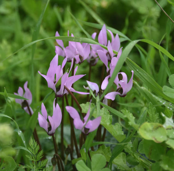 istock Winter flowering in Israel 2037899147