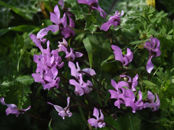 istock Winter flowering in Israel 2037900234
