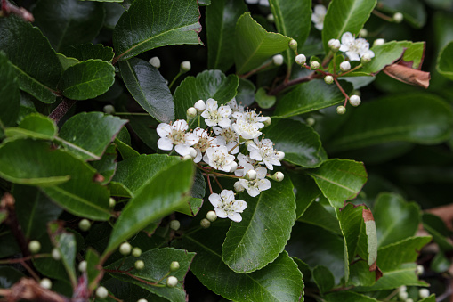 Pyracantha coccinea