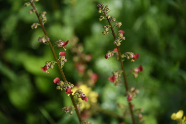 Winter flowering in Israel