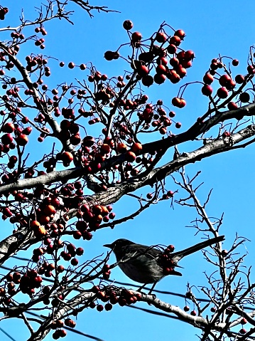Bird feeding with berries