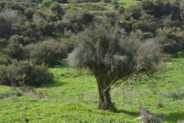 A scenic view showcasing vibrant greenery with blooming wildflowers adorning a tree in a serene South African landscape. This composition captures nature's beauty in a lively and calming atmosphere, evoking Africa's essence.