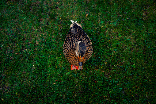 Captured from a high angle, this image showcases a brown female Mallard duck gracefully walking on the lush green grass of Vondelpark. With its elegant posture and subtle plumage, the duck adds a touch of natural beauty to the serene surroundings of the park. The tranquil atmosphere and verdant foliage provide the perfect backdrop for observing the quiet wanderings of this charming waterfowl