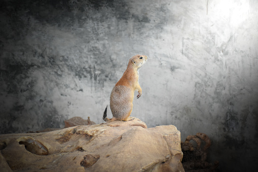Prairie dog standing on a rock and looking at the light on a gray background.