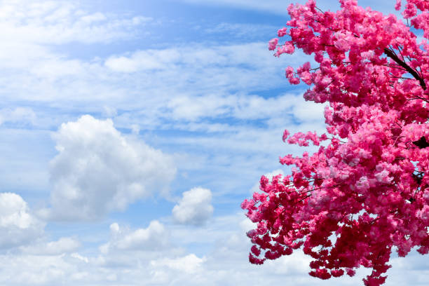 Cherry blossom tree or sakura in spring season on blue sky and clouds background.