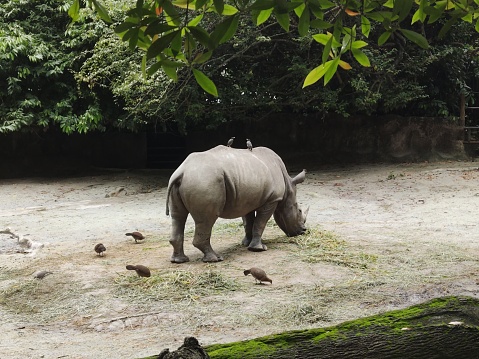 The White Rhino, one of five extant rhino species, stands as one of the last remaining megafauna species. It shares this distinction with the elephant, Indian rhinoceros, and hippopotamus, making it one of the world's last large land animals.