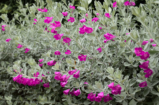 Eremophila nivea or Silky eremophila is a purple-pink flowers blossom for planted to decorate the garden.