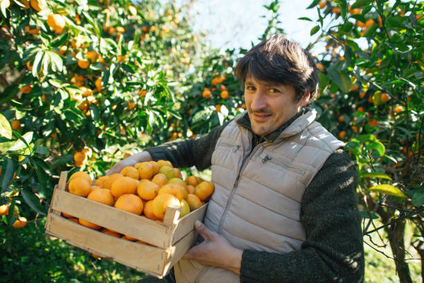 istock Man picking tangerines in a garden in autumn 2037948311
