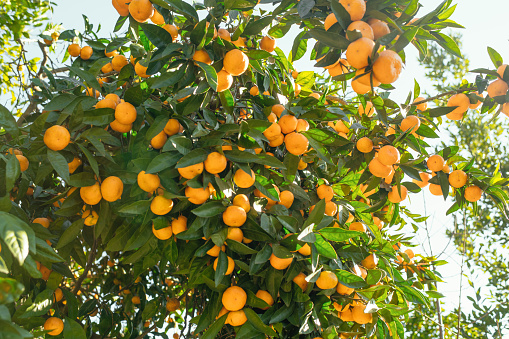 Tangerine garden in a sunny day with trees full of ripe tangerines