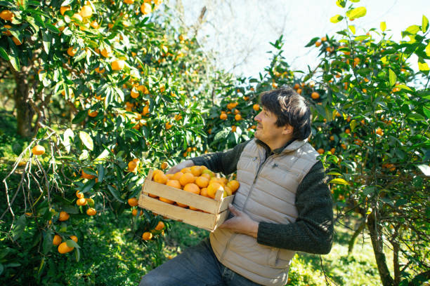 istock Man picking tangerines in a garden in autumn 2037948313