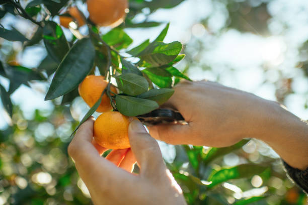 istock Man picking tangerines in a garden in autumn 2037948317