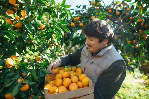 istock Man picking tangerines in a garden in autumn 2037948904