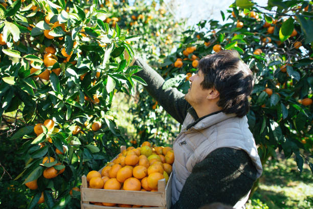 istock Man picking tangerines in a garden in autumn 2037949368