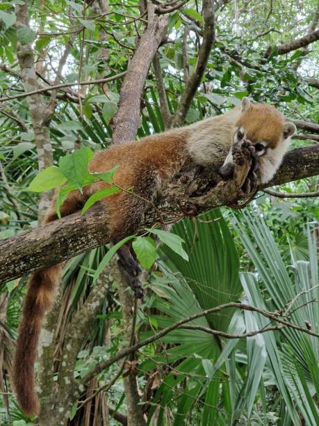 istock Animal perched on a tree branch in the forest 2037949910