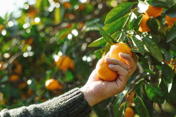istock Man picking tangerines in a garden in autumn 2037949920