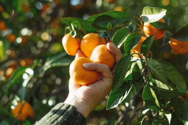 istock Man picking tangerines in a garden in autumn 2037950437