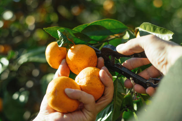 istock Man picking tangerines in a garden in autumn 2037950439