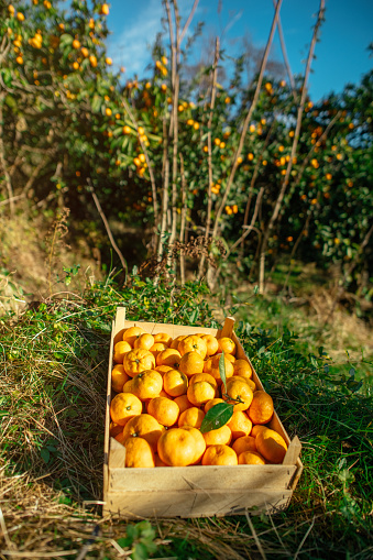 Wooden box with tangerines in a garden