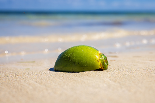 A coconut sits in the sand on a beach in Jamaica