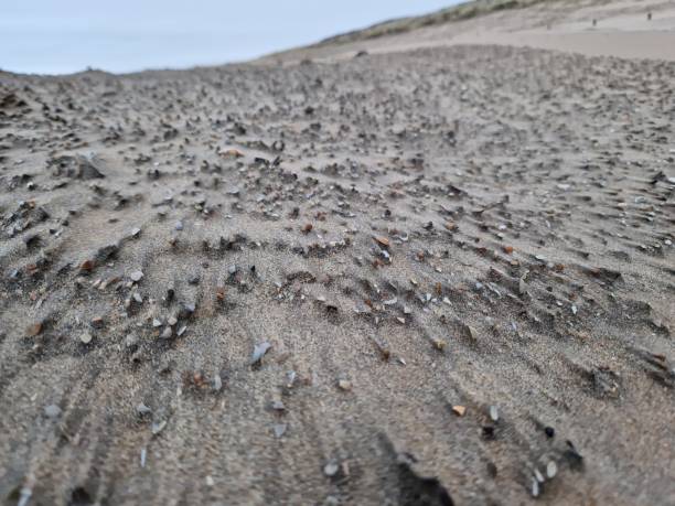 istock Low angle view of sea shells on windswept beach, wind created pattern in the sand 2037955345