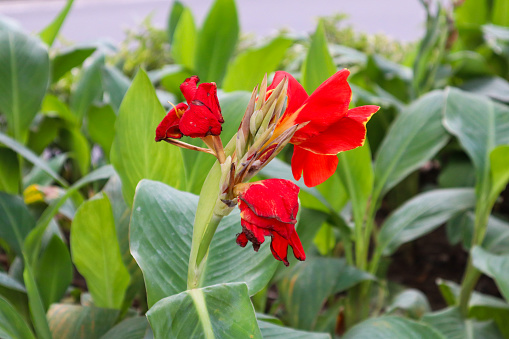 close up of canna generalis plant