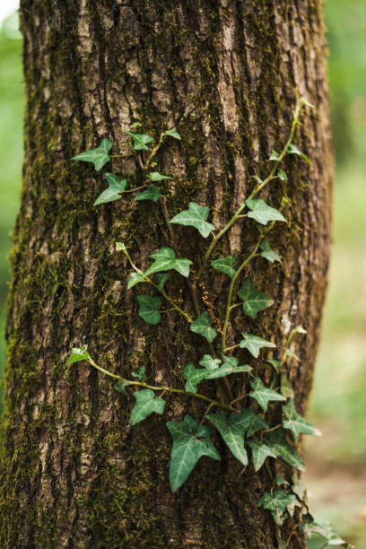 istock Vine leaves on a tree trunk, Nature Background 2037964745