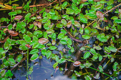 Plants grown on the river, water lily plant, nature background.