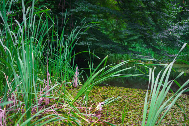 Plants grown on the river, water lily plant, nature background.