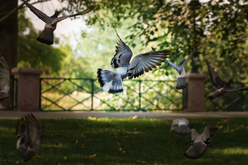 Pigeons flying with wings spread.