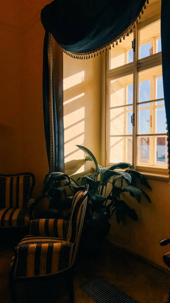 istock The sun falls through the window, shadows, flowers and sofas in the room 2037978066