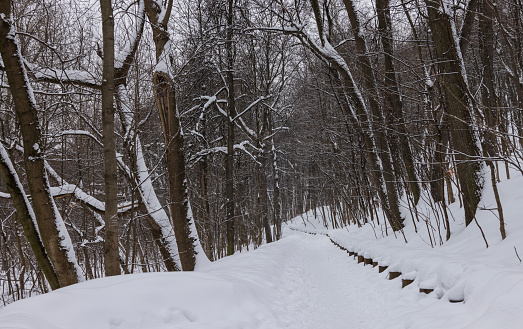 A wintry forest path, lined with frost-covered trees and blanketed in snow, leads into the heart of a freezing blizzard