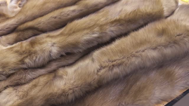 Animal fur for sewing fur coat lies on table.