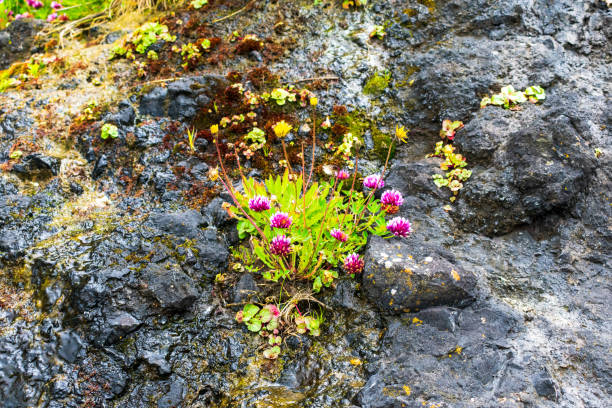 Red Clover grows along beach, Oregon Coast, USA