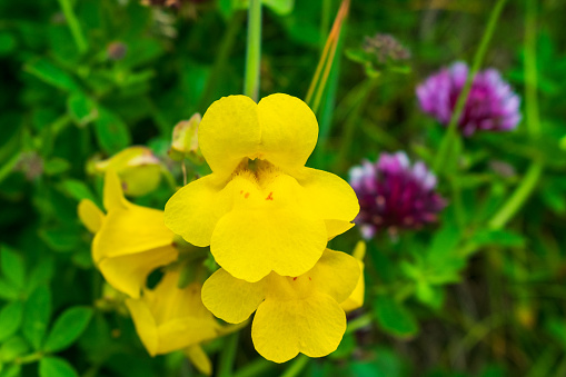 Yellow Seep Monkey Flowers grow along beach rocks, Oregon Coast, USA
