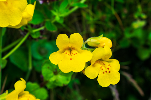 Yellow Seep Monkey Flowers grow along beach rocks, Oregon Coast, USA