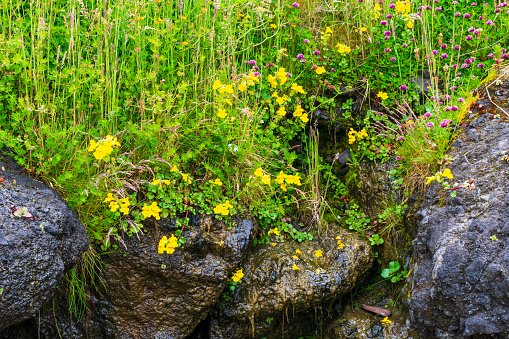 Yellow Seep Monkey Flowers, Oregon Coast