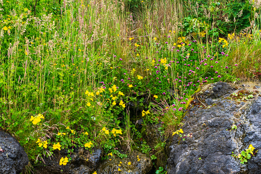 Yellow Seep Monkey Flowers grow along beach rocks, Oregon Coast, USA