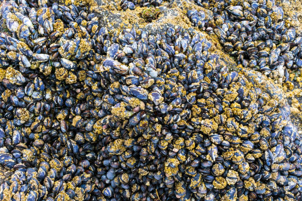 istock Mussels Shells on rock, Oregon Coast 2037995881